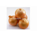 Professional Export Fresh Yellow Onion